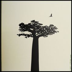 236x236 Africa Baobab Pins Like This One At Fosterginger