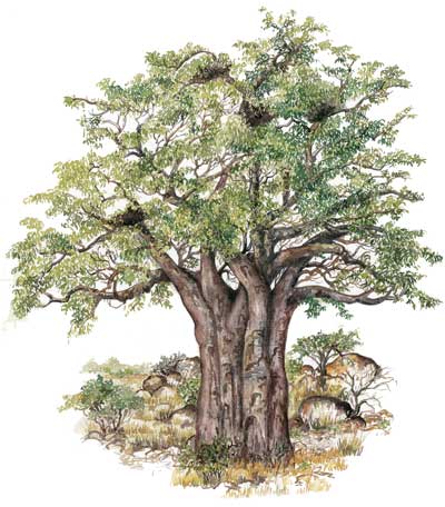 400x456 The Baobab The Slowvelder