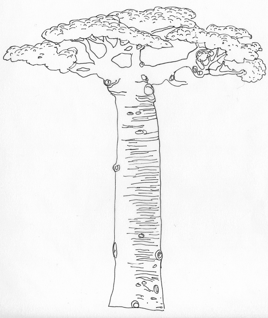 863x1024 Baobab Sketch For New Print. Magprint