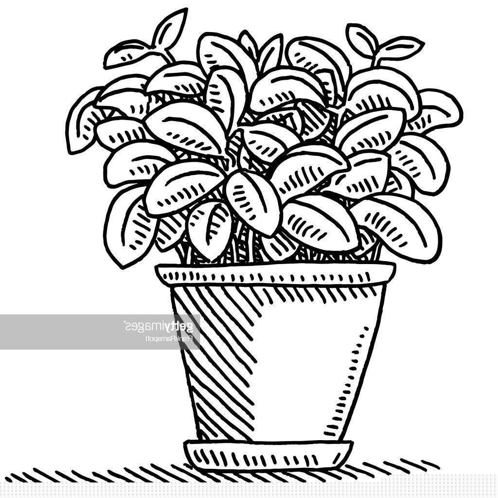 1024x1024 Best 15 Fresh Basil Pot Plant Drawing Vector Image