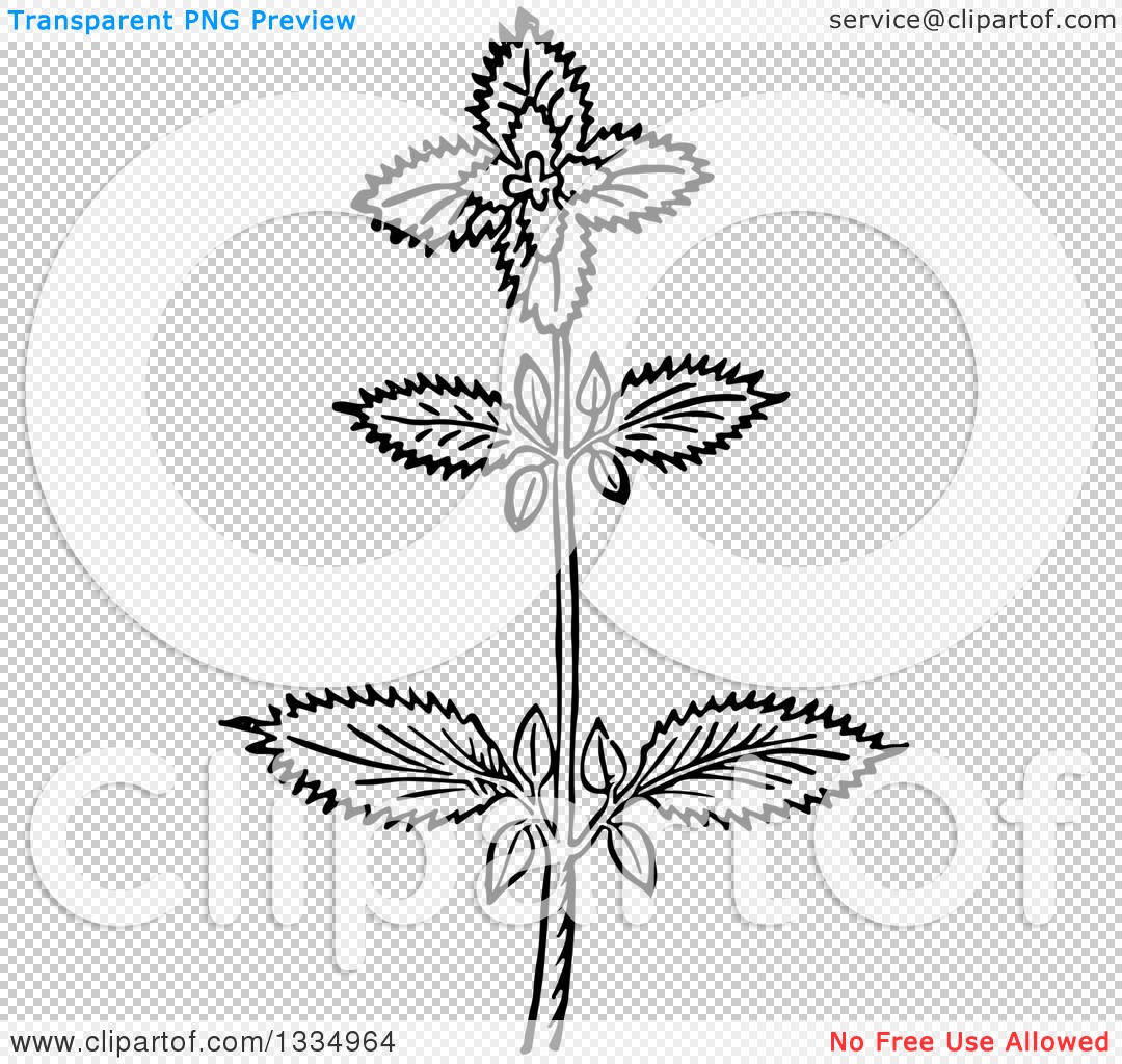 1080x1024 Clipart Of A Black And White Woodcut Herbal Basil Plant