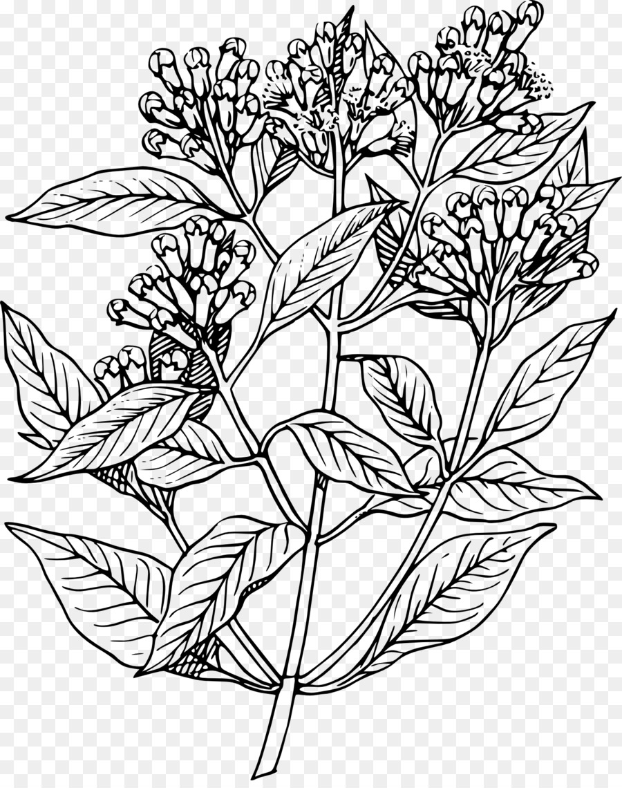 900x1140 Clove Plant Drawing Sketch