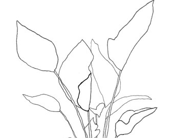 340x270 Plant Drawing Etsy