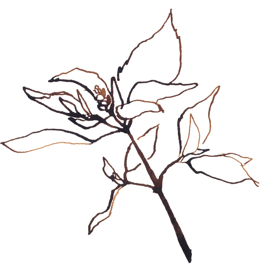 874x917 Kate Berube Illustrations Somnambulist