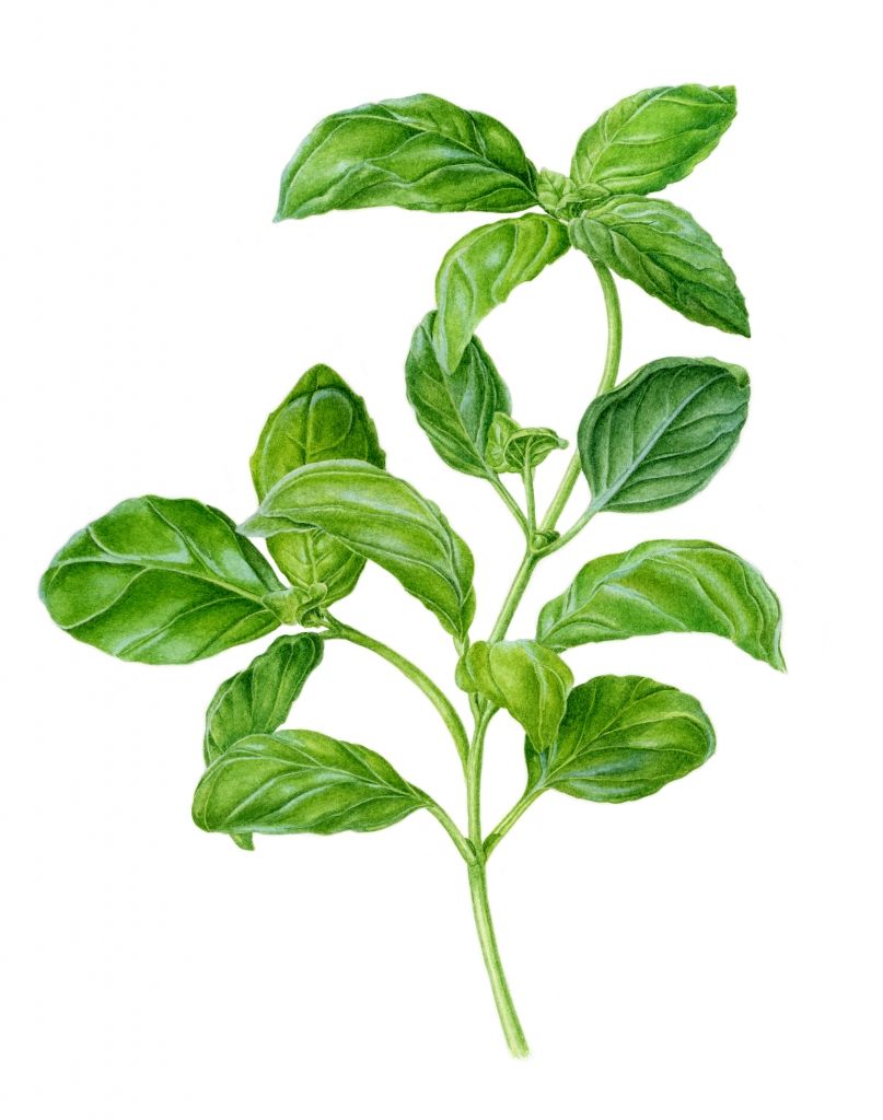 807x1024 Botanical Illustration Of A Basil Plant Botanical