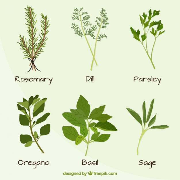626x626 Hand Drawn Variety Of Plants Set Vector Premium Download