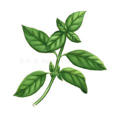 236x236 Ocimum basilicum Copper Plates