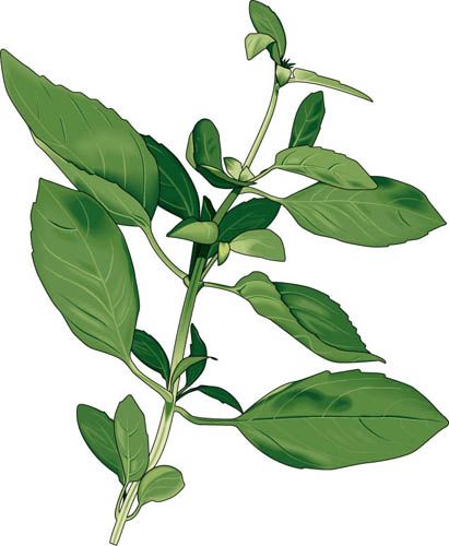 411x500 Pin By Daphne Powers On Painting Refs