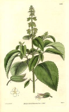 236x384 Basil Botanical Illustration
