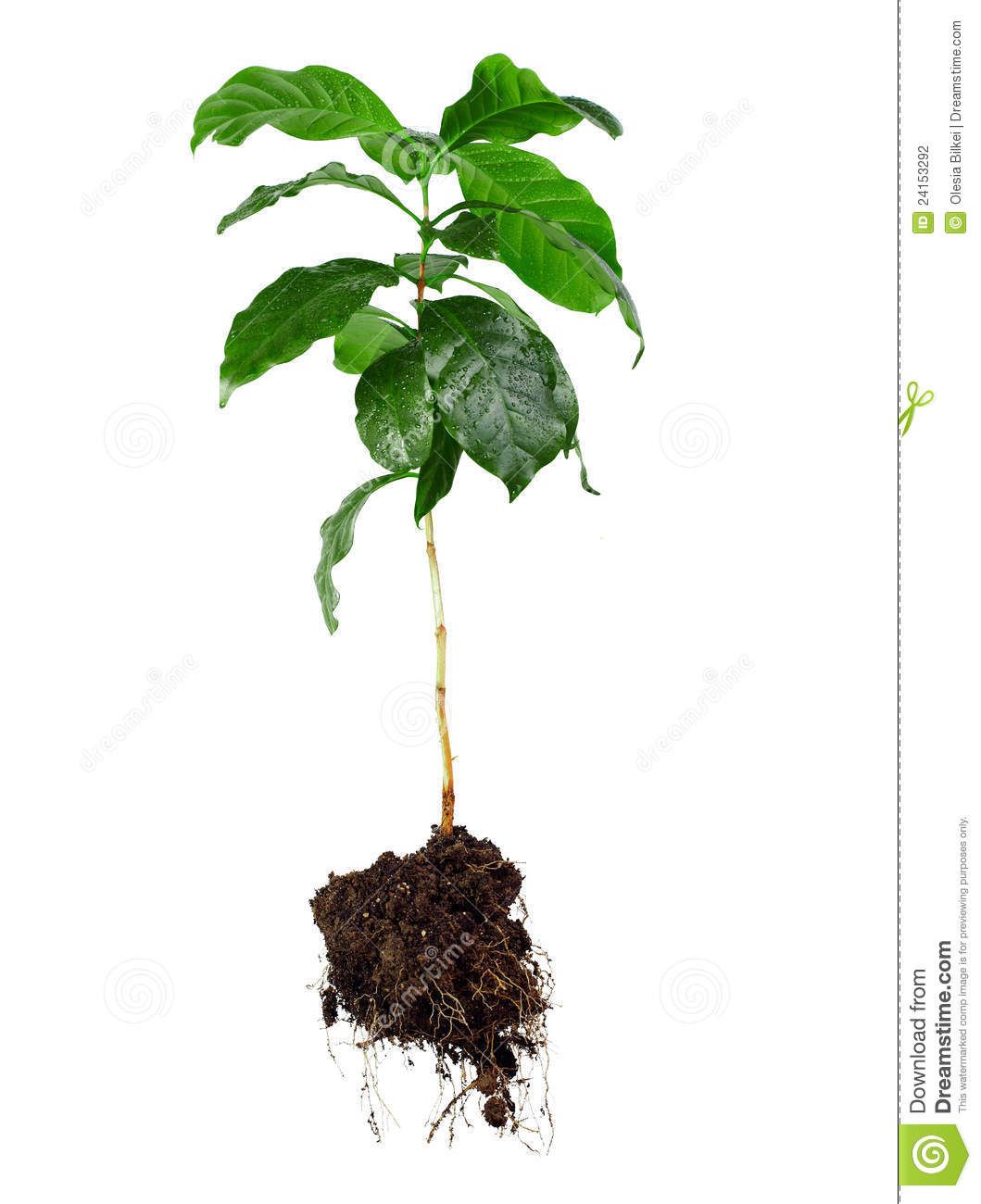 1059x1300 Tree With Roots Drawing Basil Plant