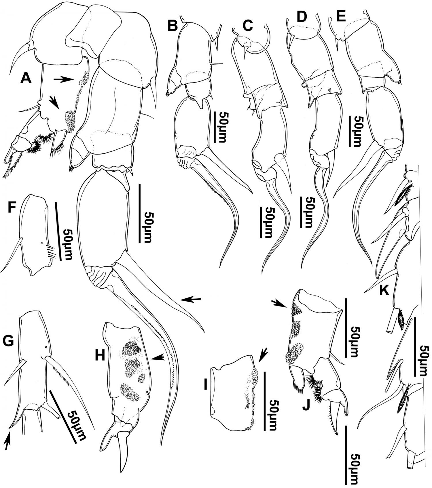 1500x1696 Crustaceans From The Second Largest River Basin In South America