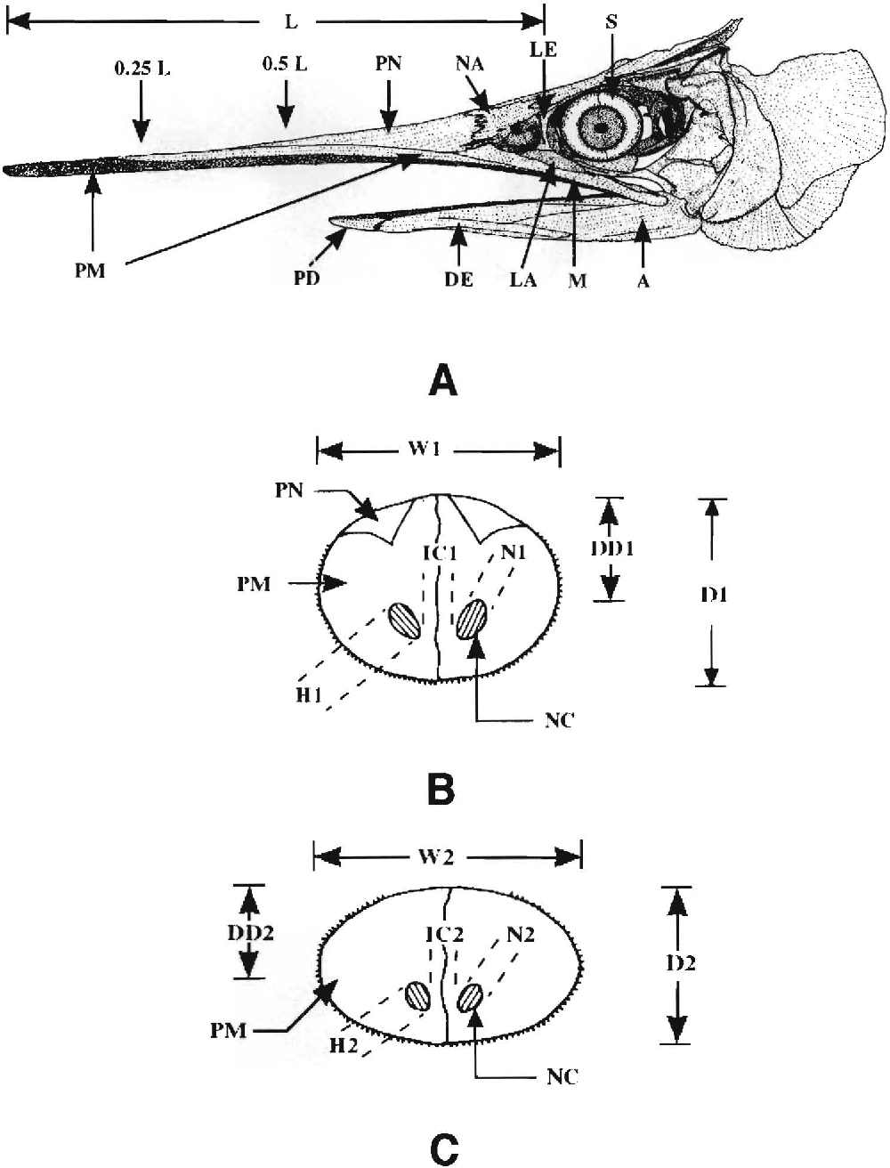 1000x1312 Figure 1 From A Fossil Blue Marlin ( Makaira Nigricans Lacepede