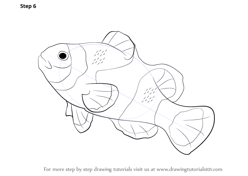 842x596 Learn How To Draw A Clownfish (Fishes) Step By Step Drawing
