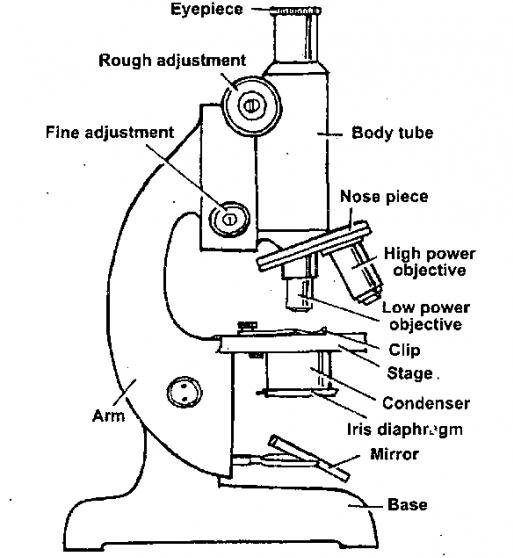 513x558 Collection Of Compound Microscope Drawing With Label High