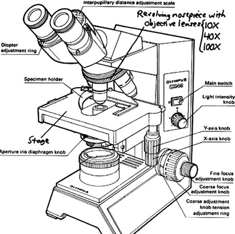 459x457 Collection Of Compound Microscope Drawing With Label High