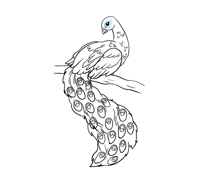 678x600 How To Draw A Peacock In A Few Easy Steps Easy Drawing Guides