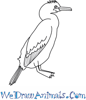 300x350 How To Draw A Shag