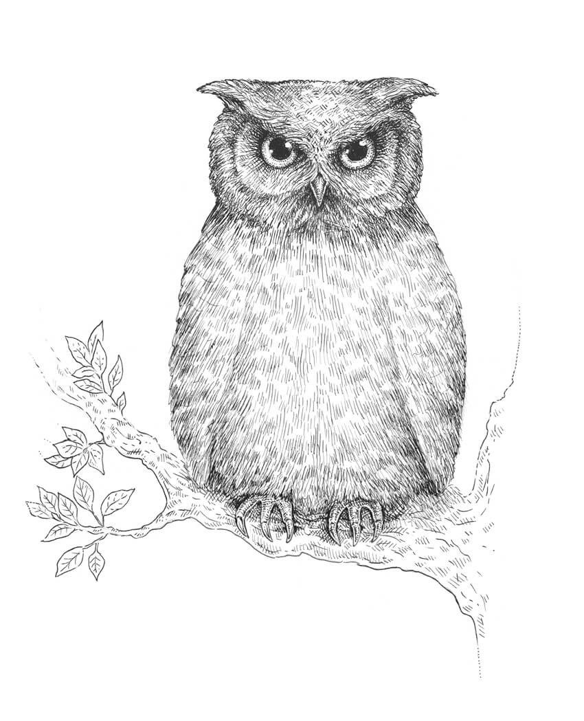 850x1049 How To Draw An Owl