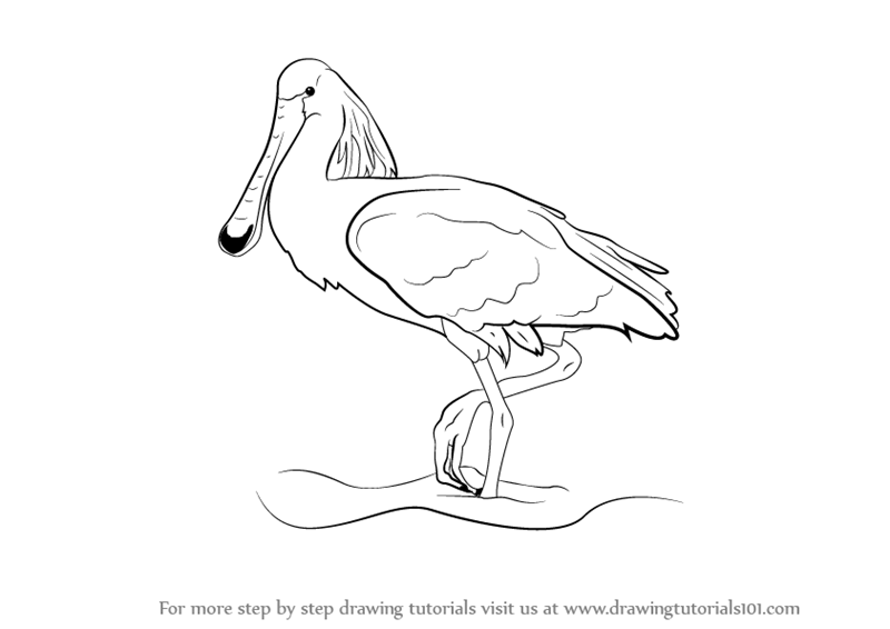 800x566 Learn How To Draw A Spoonbill (Birds) Step By Step Drawing Tutorials