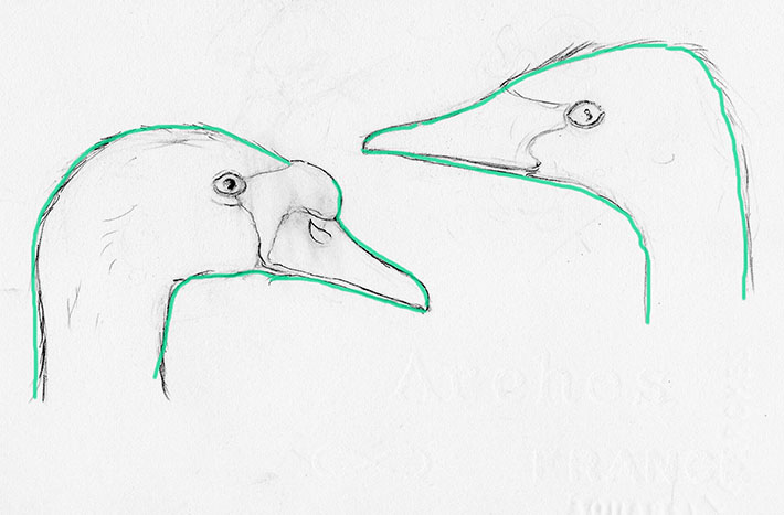 710x467 How To Draw A Swan Step By Step Tutorial