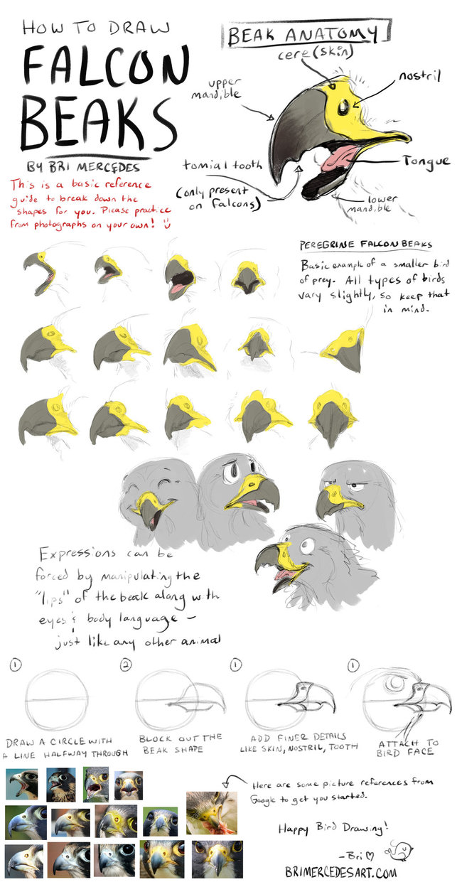 643x1241 Tutorial How To Draw Falcon Beaks By Brimercedes