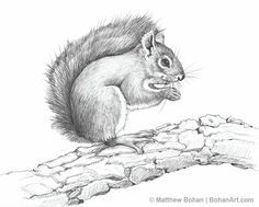 236x189 American Red Squirrel Pencil Sketch Animals