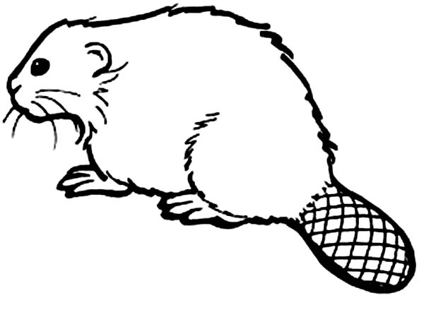 600x449 Collection Of Beaver Drawing Outline High Quality, Free