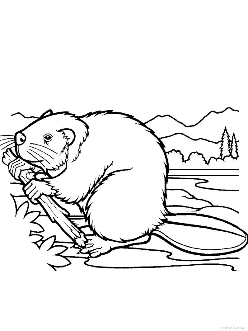 797x1063 Bobr.jpg Pond Life