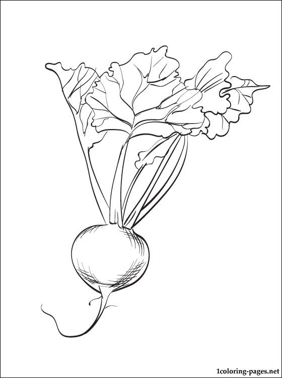 560x750 Drawing Beetroot. Finest Hand Drawn Beet Collection With Drawing