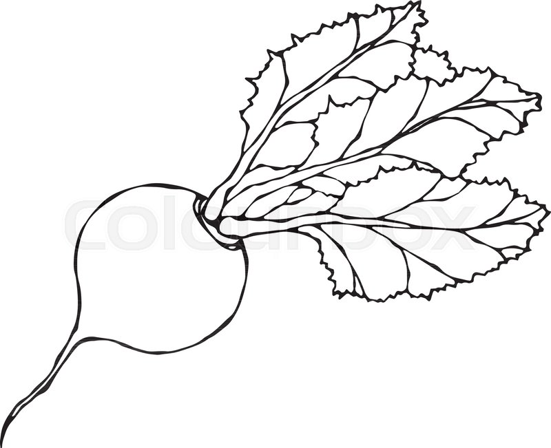 800x651 Ripe Beet. Beetroot With Top Leaves. Fresh Vegetable Salad. Hand