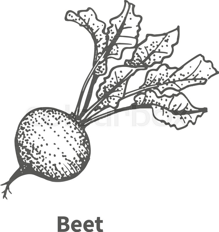 755x800 Vector Illustration Doodle Black And White Hand Drawn Beet