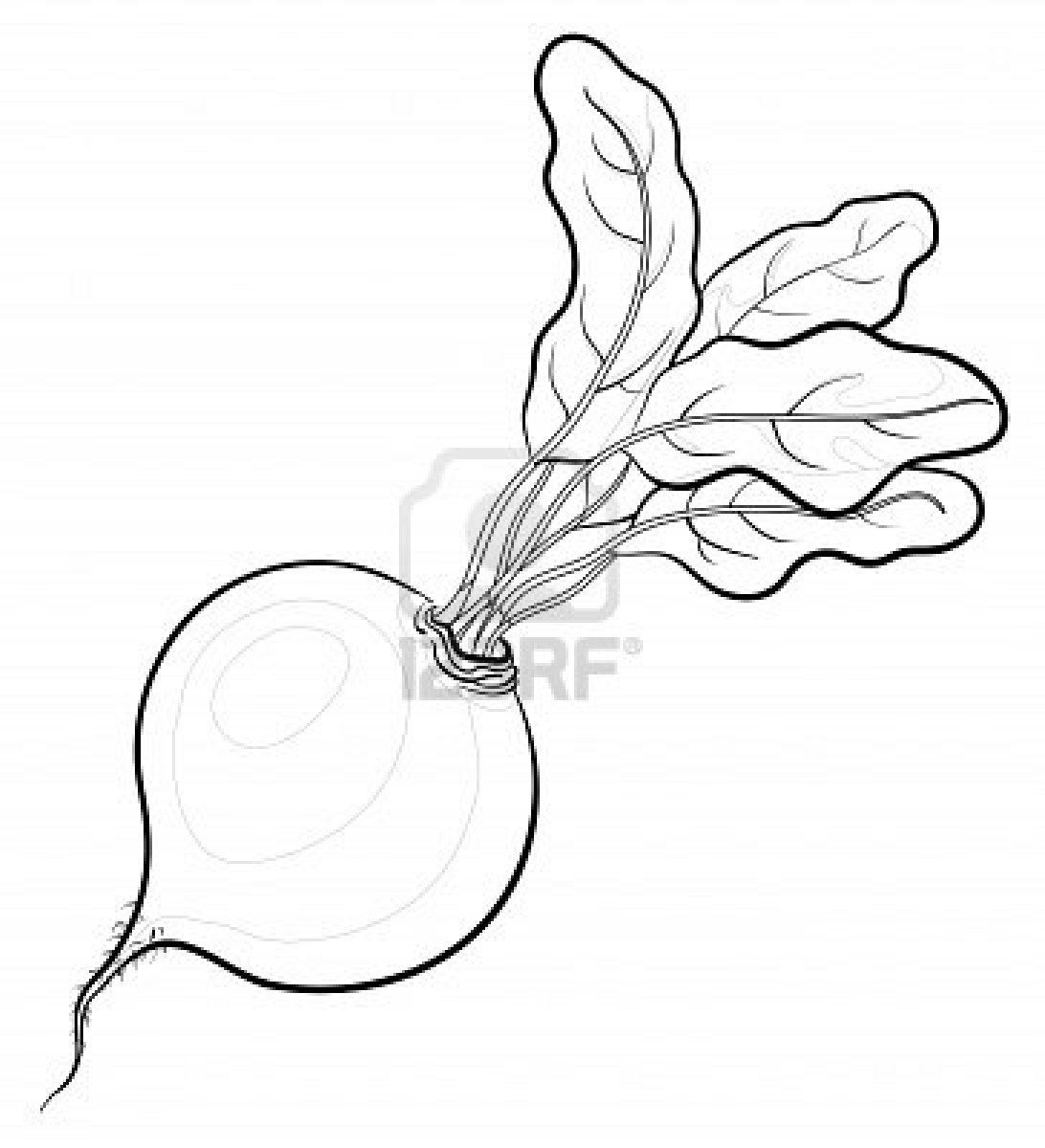 1092x1200 Vegetable, Beet With Leaves, Vector, Monochrome Contours On White