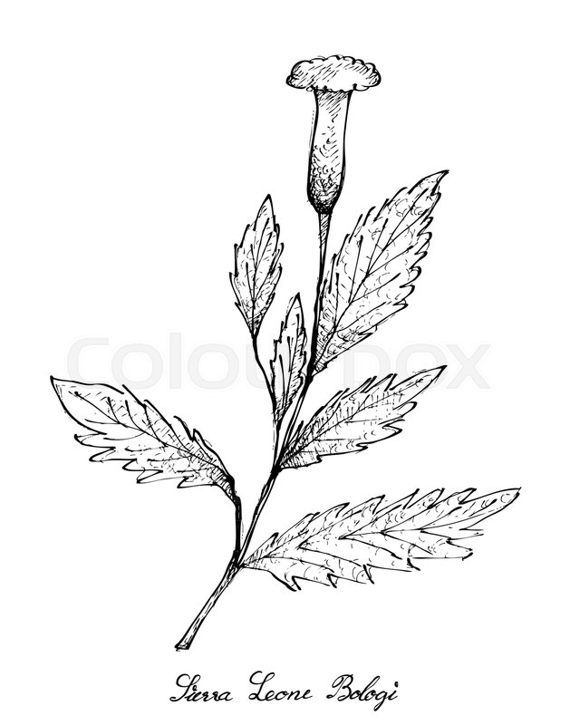 629x800 Vegetable Salad, Illustration Of Hand Drawn Sketch Delicious Fresh