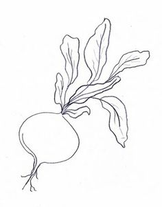 236x300 Sugar Beet Drawing