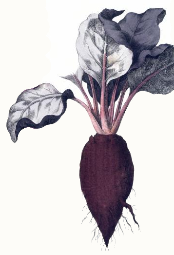 357x523 Vintage Beet Drawing