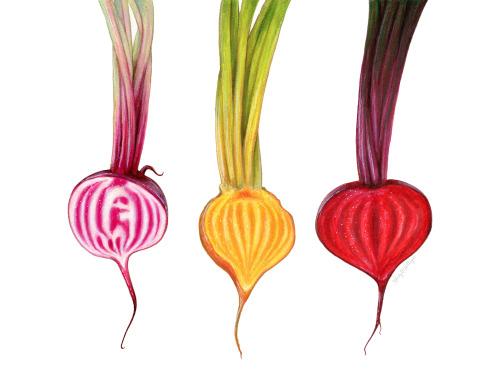 500x373 Drawing Beet Tumblr