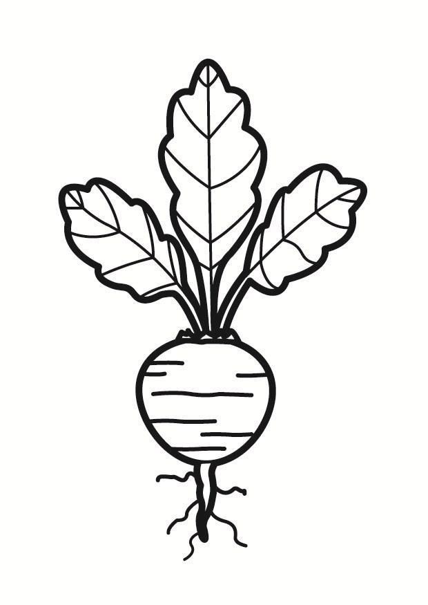 620x875 Coloring Page Beet