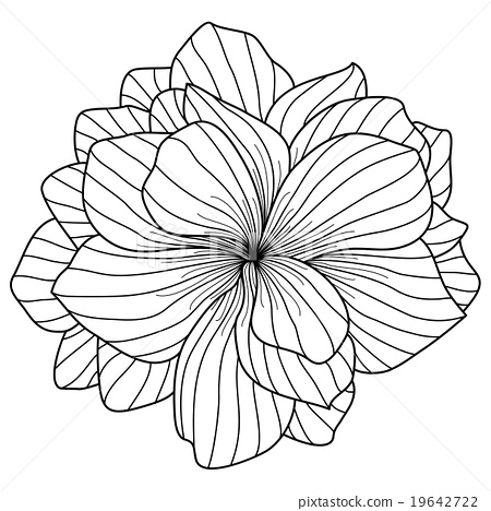 450x468 Begonia Flower Drawing On White Background