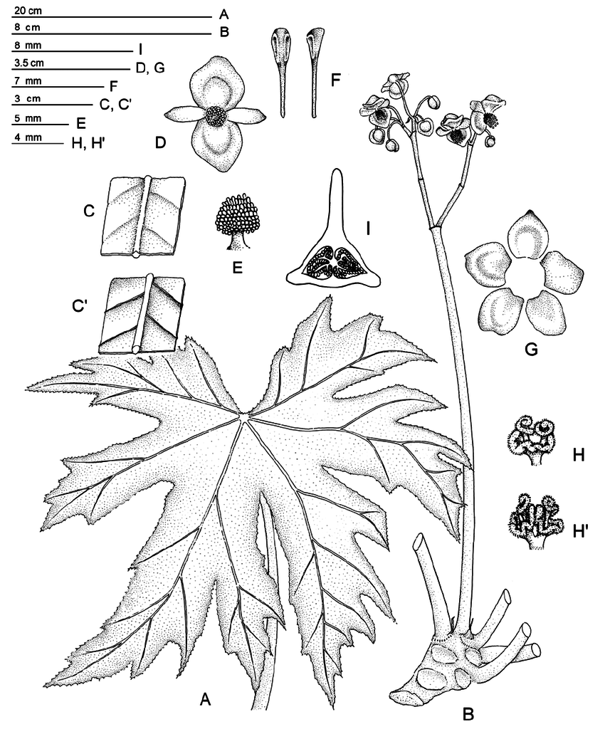 850x1031 Begonia Pedatifida H. A, Leaf B, Flowering Shoot C, Segment