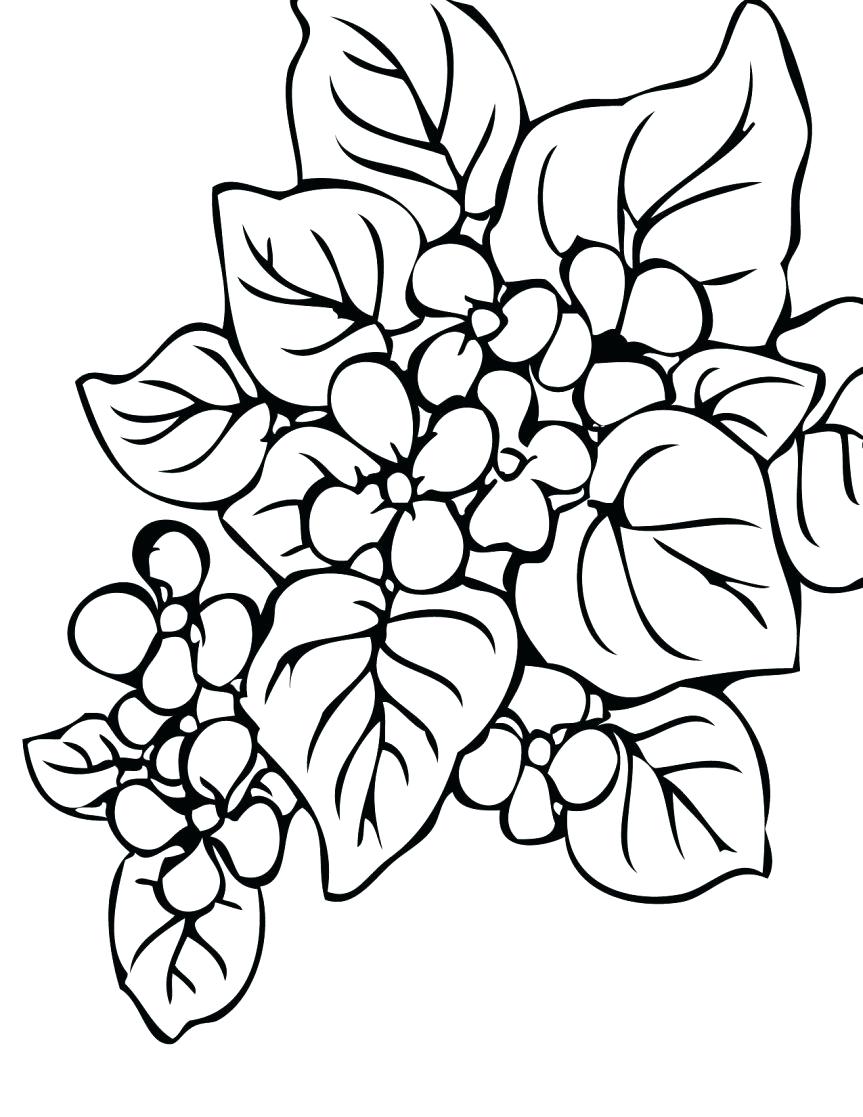 863x1117 New Begonia Coloring Pages Gallery 1 H Coloring Pages Plants