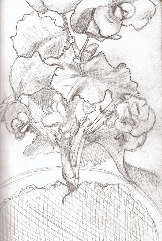691x1024 Begonia Pattern A Is For Anika