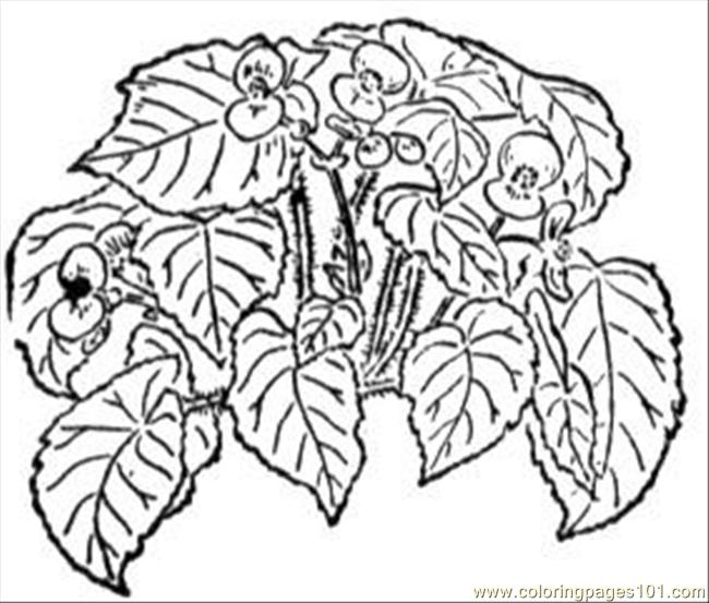 650x553 Begonia 2 Coloring Page