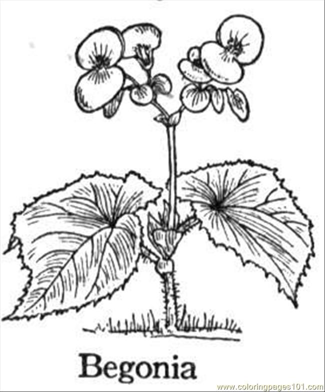 650x783 Begonia 3 Coloring Page