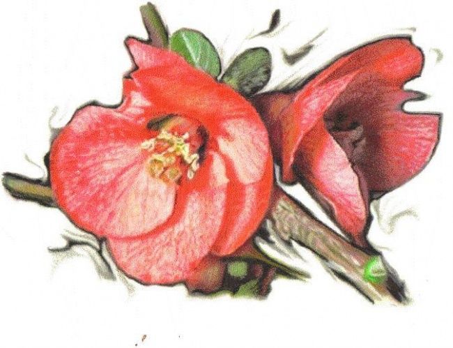 650x499 Botanical Study. Begonia 1 (Jeanne Marie Doyle)