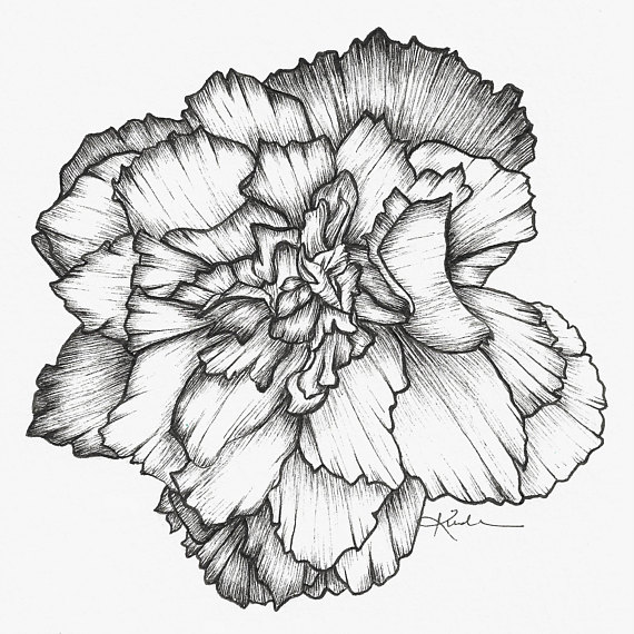 570x570 Begonia Square Fine Art Print