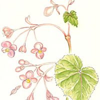 200x200 Wkd (Newsletter) World Kigo Database Begonia (Begonia)