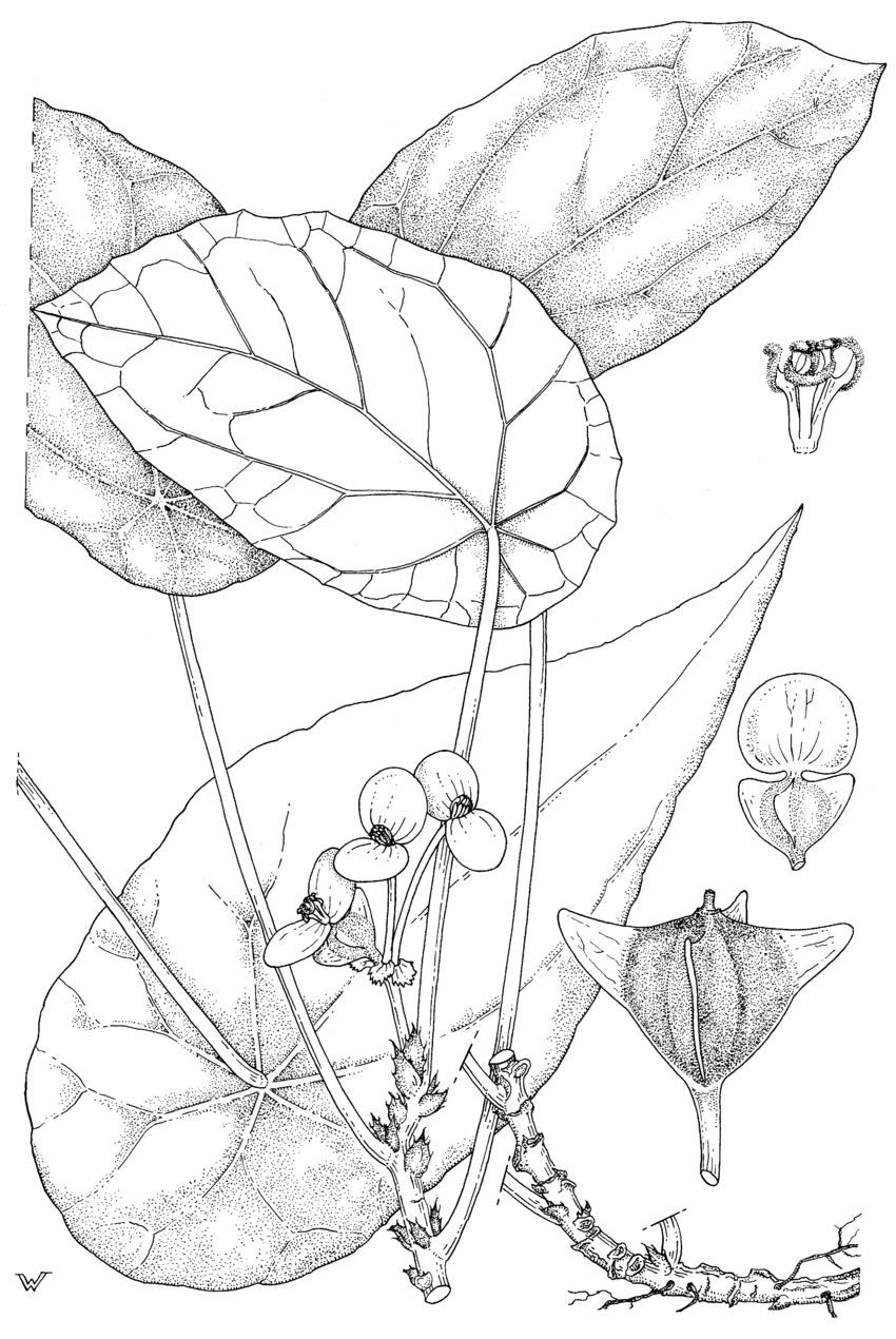 850x1270 Begonia Clypeifolia Hook.f. Subsp. Clypeifolia. A, Habitus
