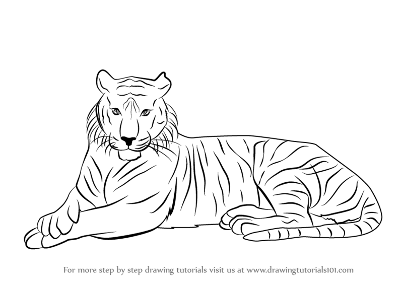 800x568 Step By Step How To Draw A Bengal Tiger