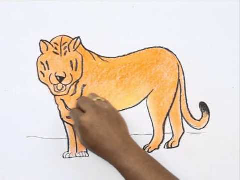 480x360 How To Draw A Bengal Tiger