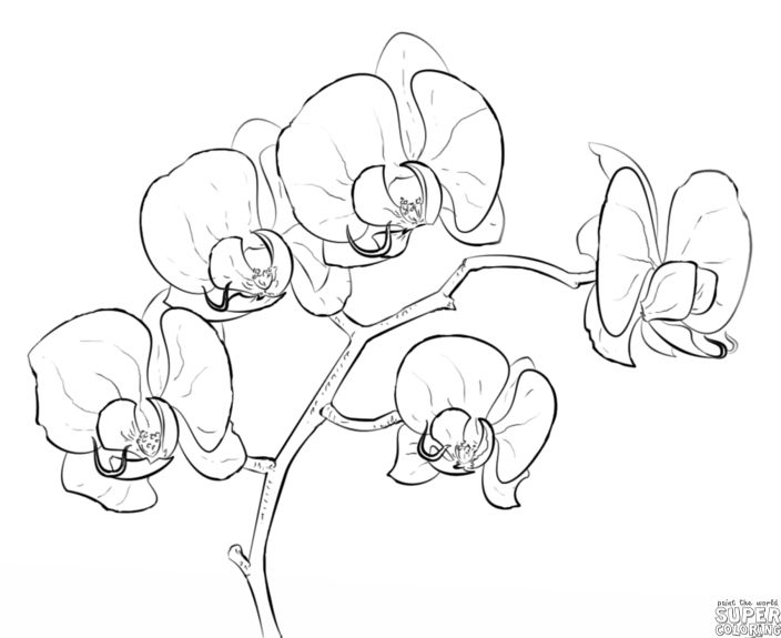 704x575 85 Best Flowers Drawings Of Orchids Images On Orchid